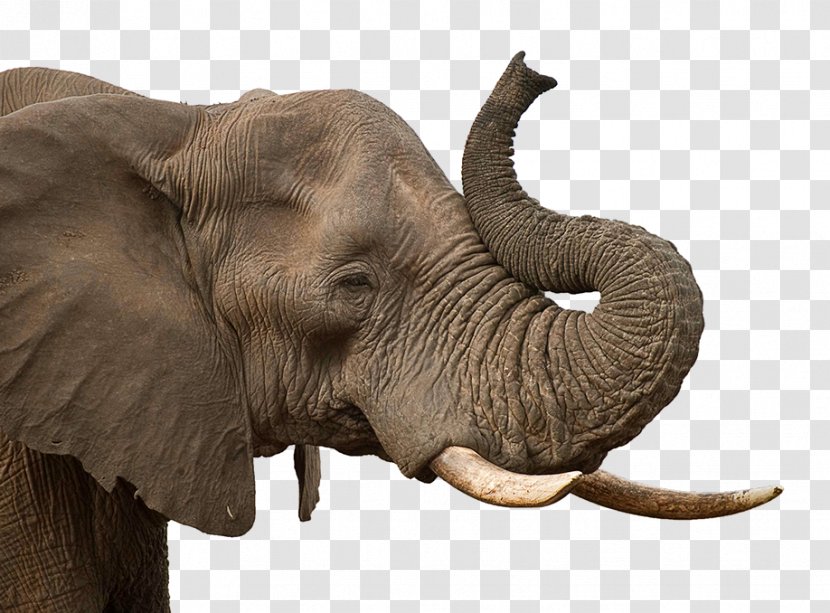 African Elephant Indian - Mammal Transparent PNG