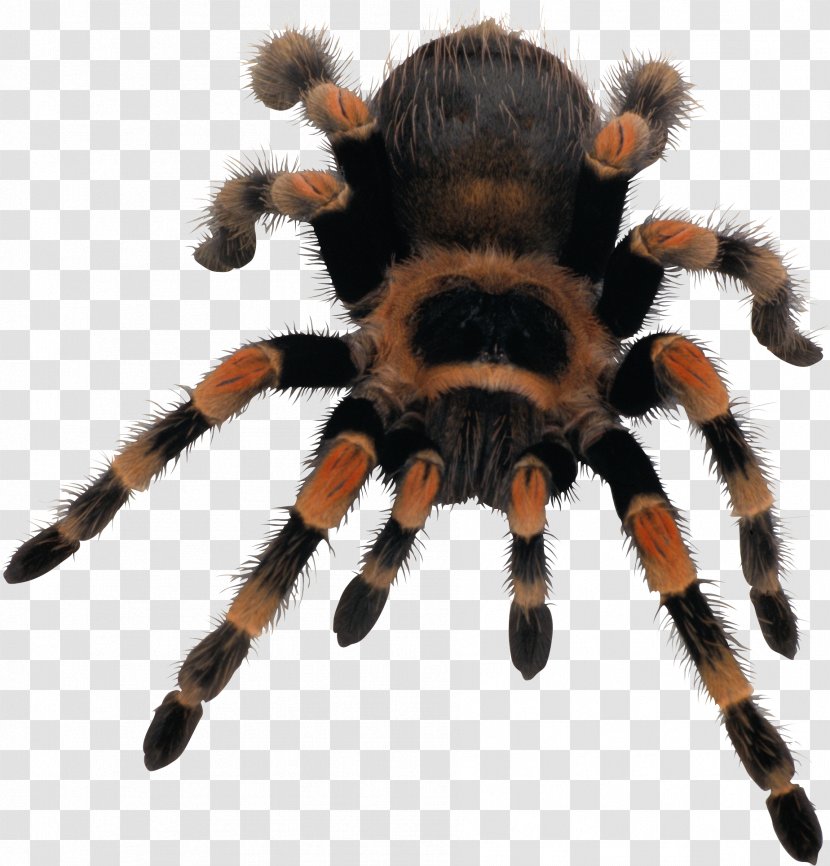Spider Web - Tarantula - Image Transparent PNG