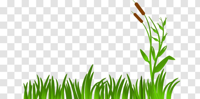 Green Grass Background - Meadow - Plant Stem Chives Transparent PNG