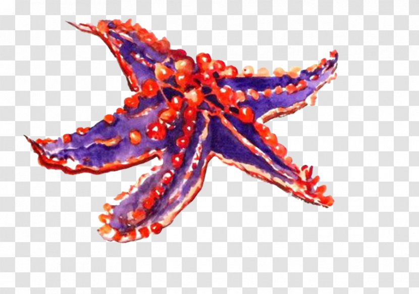 Starfish Drawing Cartoon Image Echinoderm - Biology Transparent PNG