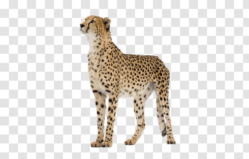 Cheetah Leopard Clip Art Transparency - Cat Like Mammal Transparent PNG