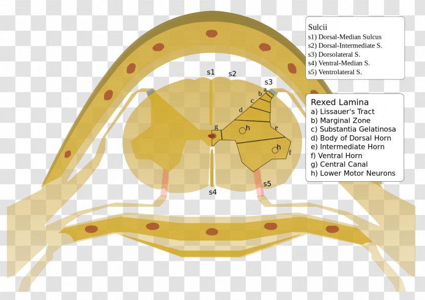 Rexed Laminae Spinal Cord Medulla Oblongata Vertebral Column - Yellow - Anterolateral Sulcus Of Transparent PNG