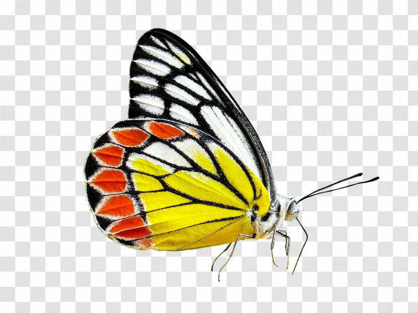 Butterfly Insect Delias Eucharis Clip Art - Moths And Butterflies Transparent PNG