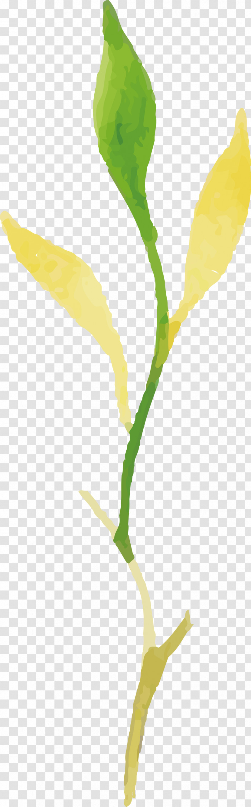 Plant Stem Petal Leaf Twig Yellow Transparent PNG