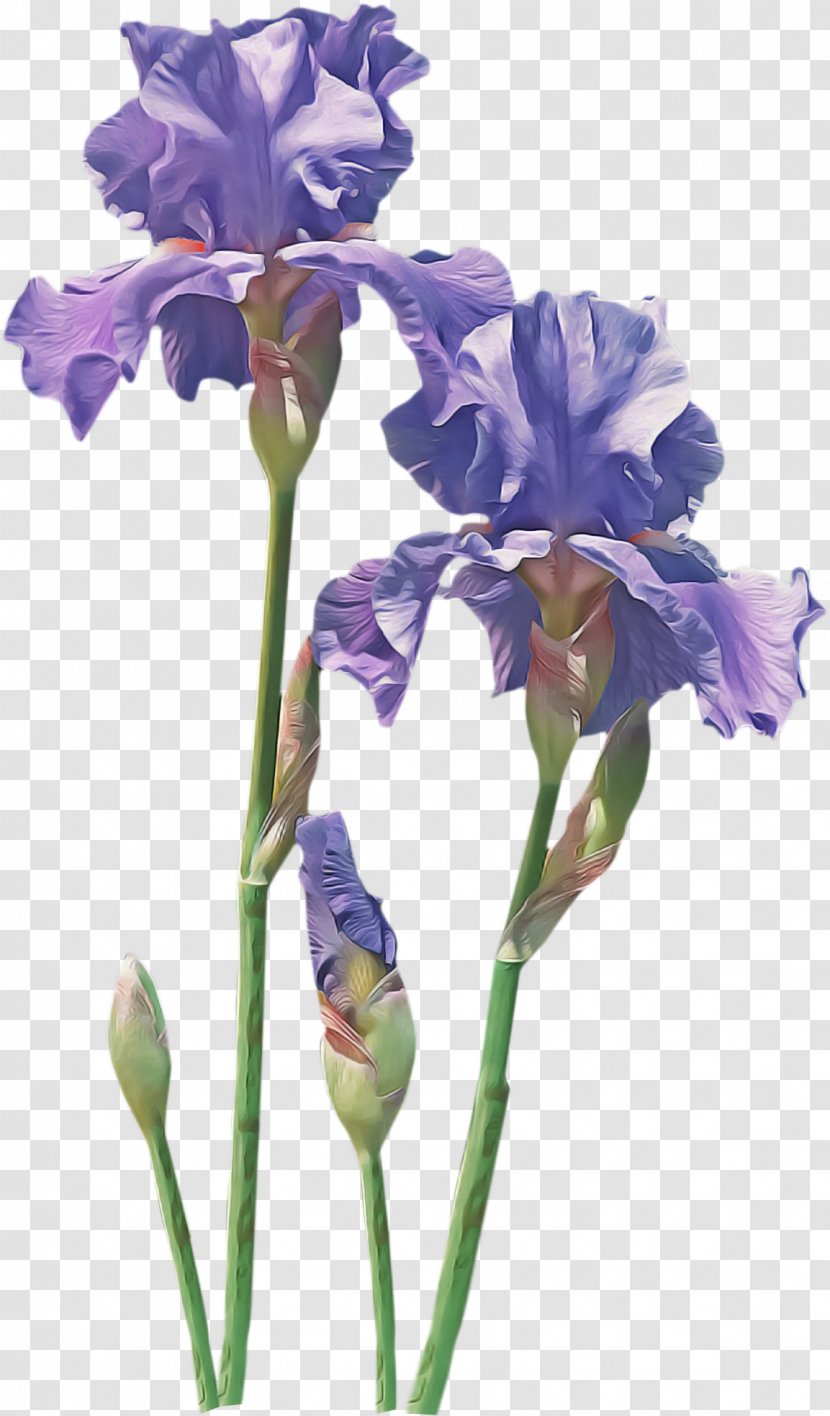 Flower Flowering Plant Cut Flowers Iris - Petal - Family Transparent PNG