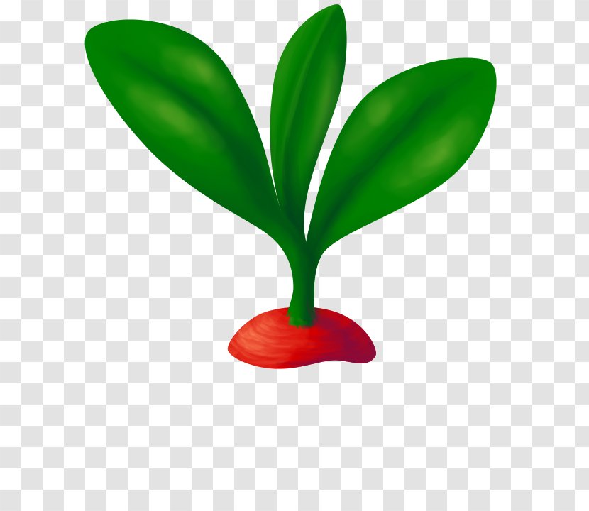 Leaf Flowerpot Plant Stem Transparent PNG
