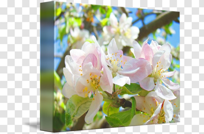 Blossom Gallery Wrap Troutman Art Printmaking - Canvas - Cherry Transparent PNG
