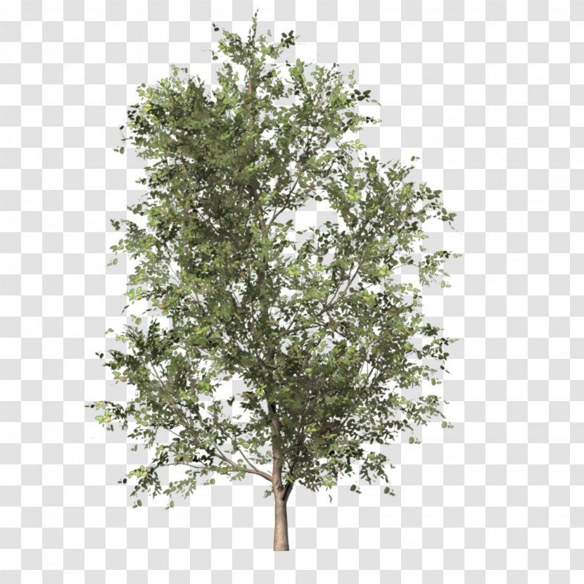 Tree PhotoScape Clip Art - Digital Image - Apricot Transparent PNG