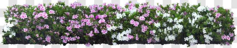 Flower Garden Animaatio - Flora Transparent PNG
