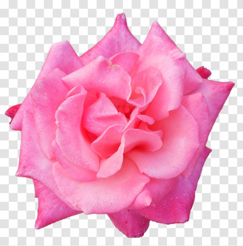 Garden Roses Belur Math Centifolia Floribunda - Pink Family Transparent PNG