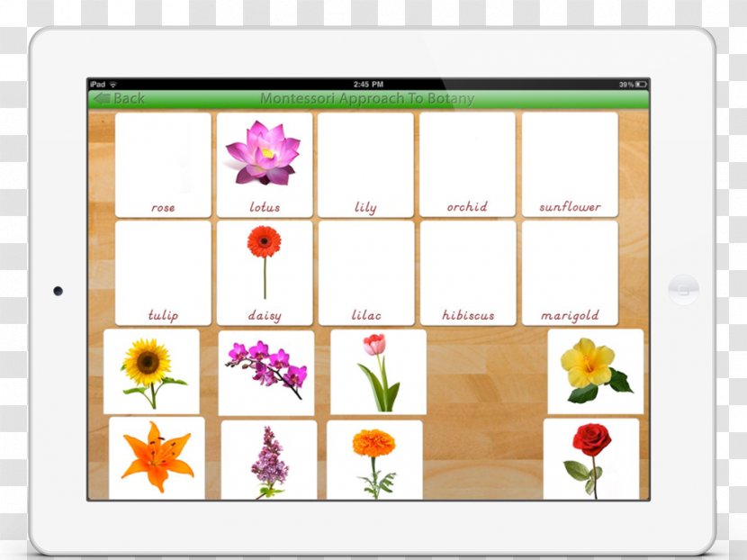 Plant App Store Montessori Education - Flower Transparent PNG