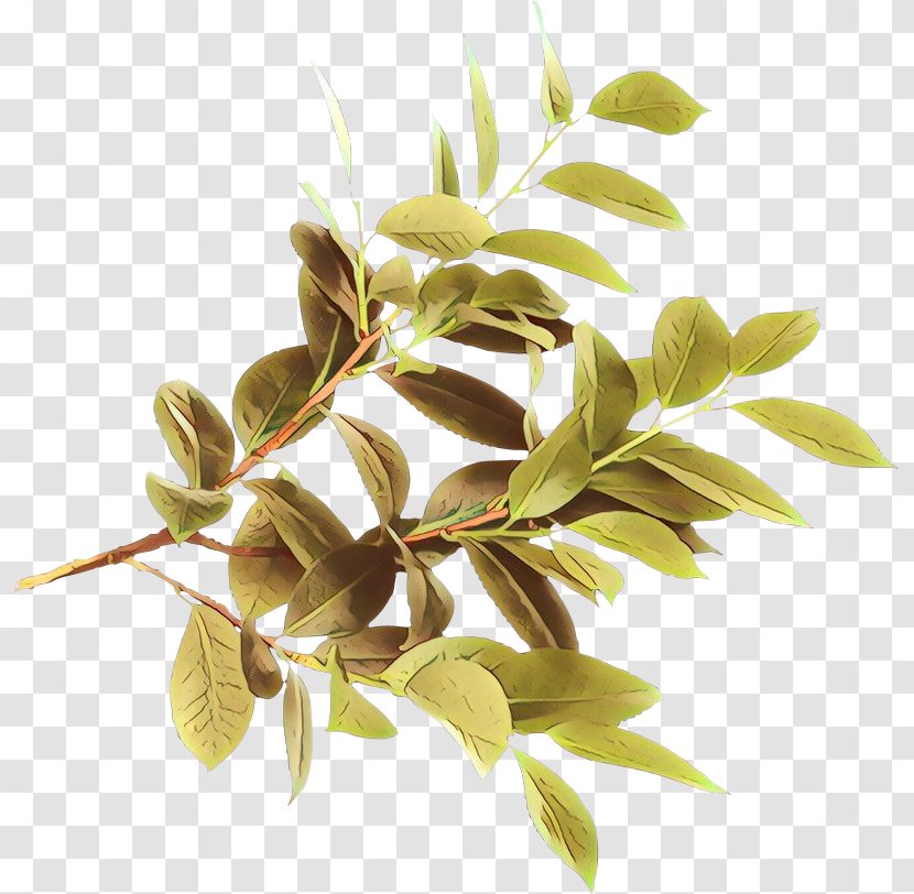 Lemon Tree - Plant Stem - Flowering Woody Transparent PNG