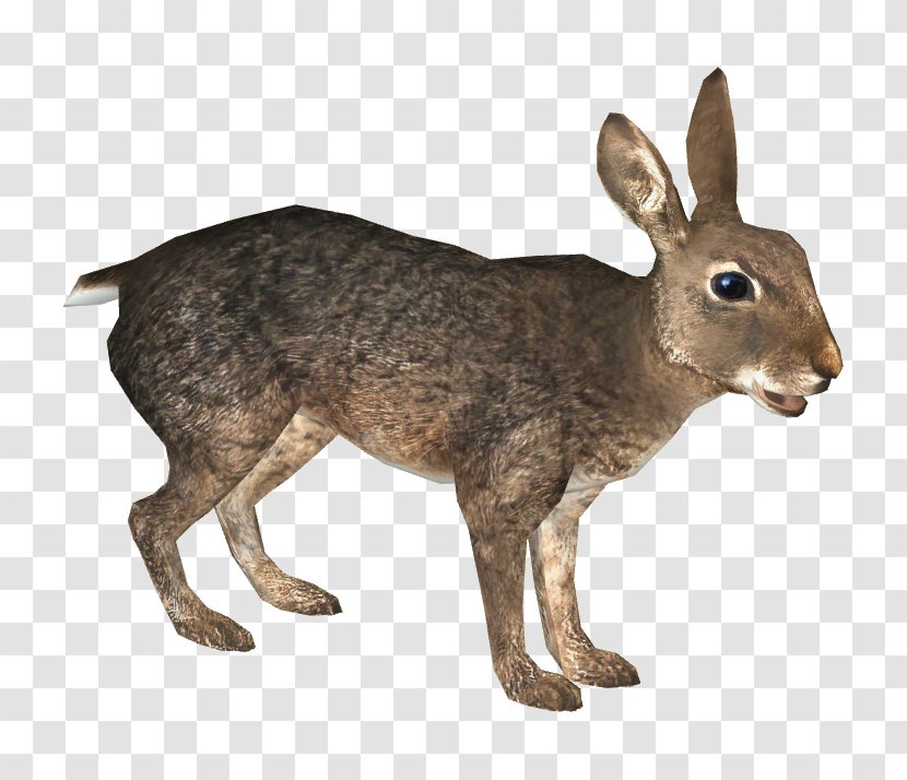 Domestic Rabbit European Hare Zoo Tycoon 2 - Cottontail Transparent PNG