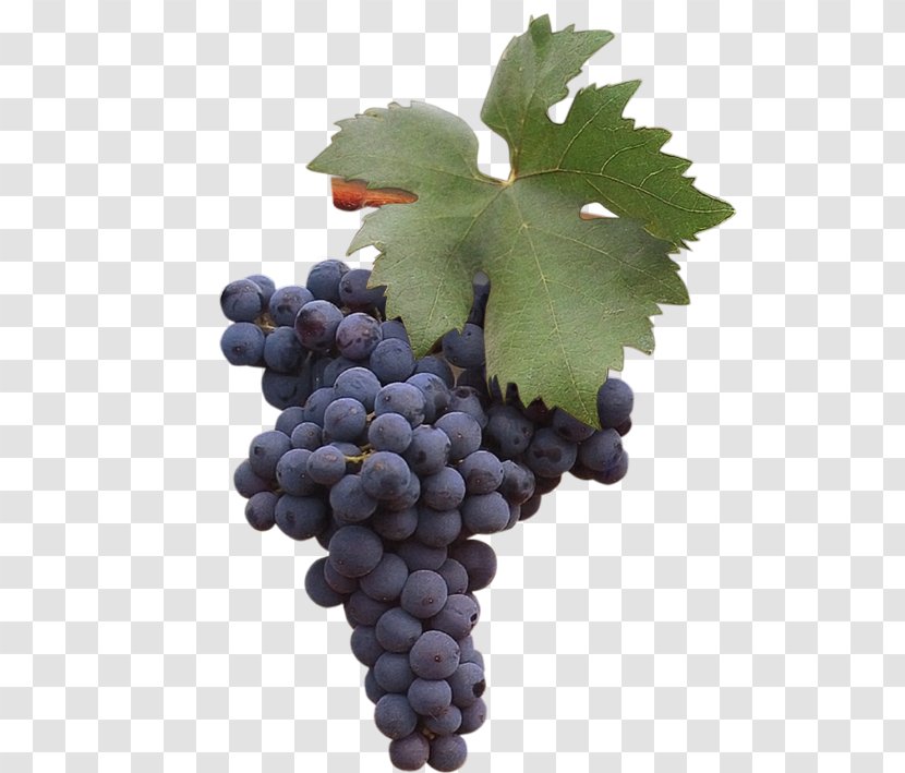 Grape Zinfandel Negroamaro Uva Di Troia Susumaniello - Wine Transparent PNG