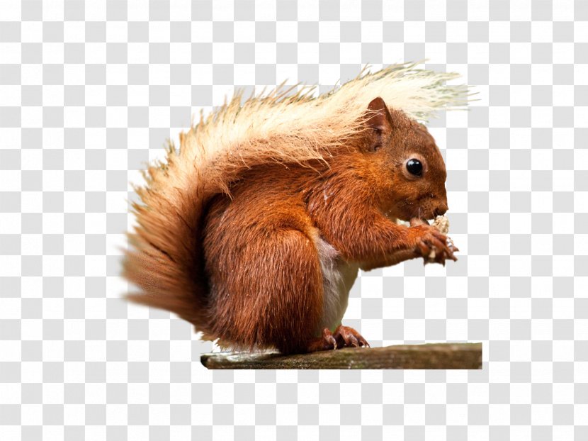 Red Squirrel Rodent - Animal Transparent PNG