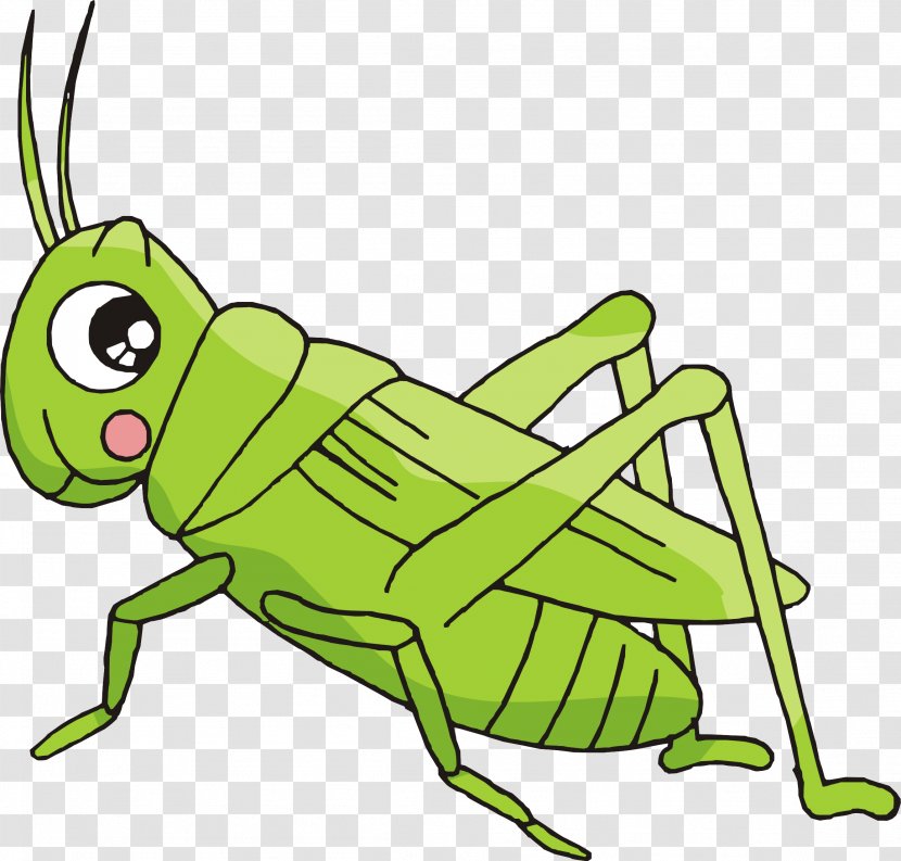Cartoon Bush Crickets Insect - Cricket Like - Creative Hand-painted Grasshopper Transparent PNG