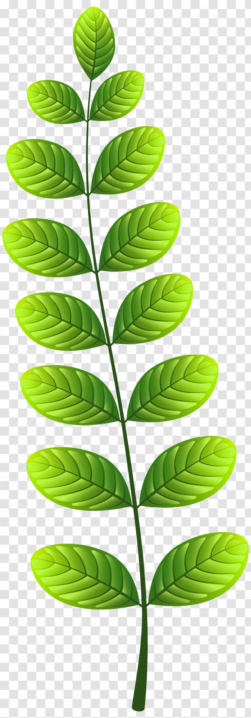 Leaf Clip Art - Organism Transparent PNG
