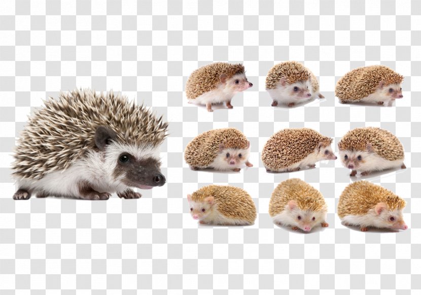 Four-toed Hedgehog Animal Download - Domesticated - Cute Transparent PNG