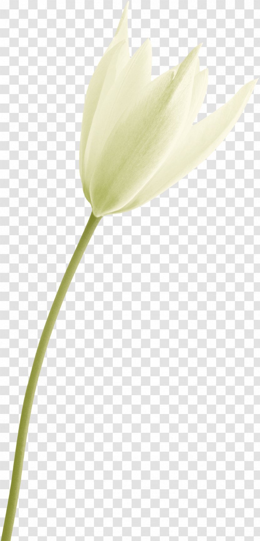 Tulip Plant Stem Bud Close-up Petal - Seed - A White Lily Transparent PNG