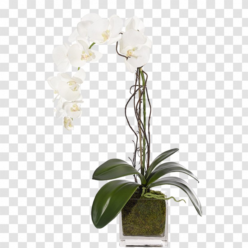 Moth Orchids Cut Flowers Floral Design - Flowerpot - Clean Glassware Transparent PNG
