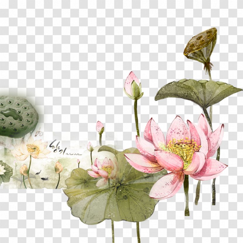 Lotus Cars Nelumbo Nucifera 2012 Evora If(we) Illustration - Artificial Flower Transparent PNG