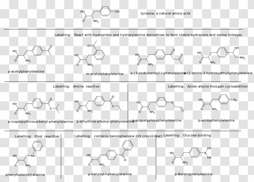 Dietary Supplement Amino Acid Aspartic Protein - Cartoon - Page Layout Transparent PNG