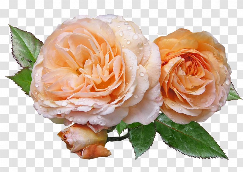 Centifolia Roses Flowering Plant Garden Rosaceae - Rose - Apricot Transparent PNG