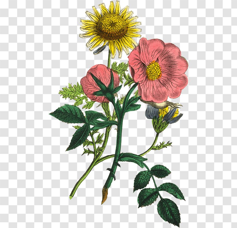 Botanical Illustration Flower Stock Photography - Plant - Painting Transparent PNG