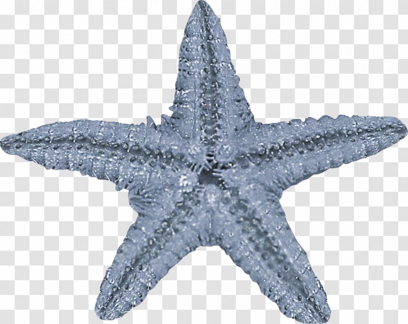 Starfish Mediterranean Sea Urchin Green Red - Motif - Hand Creative Pattern Transparent PNG