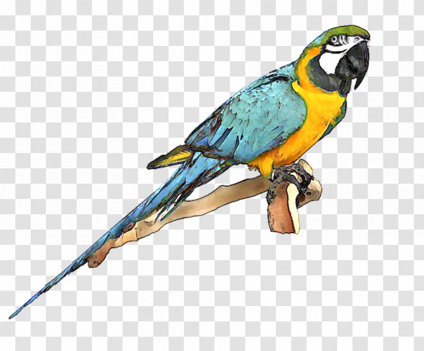 Parrot Bird Blue-and-yellow Macaw Clip Art - Free Bluebird Clipart Transparent PNG