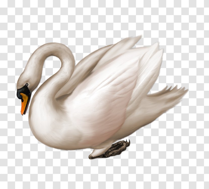 Mute Swan Black Bird Clip Art - Goose Transparent PNG