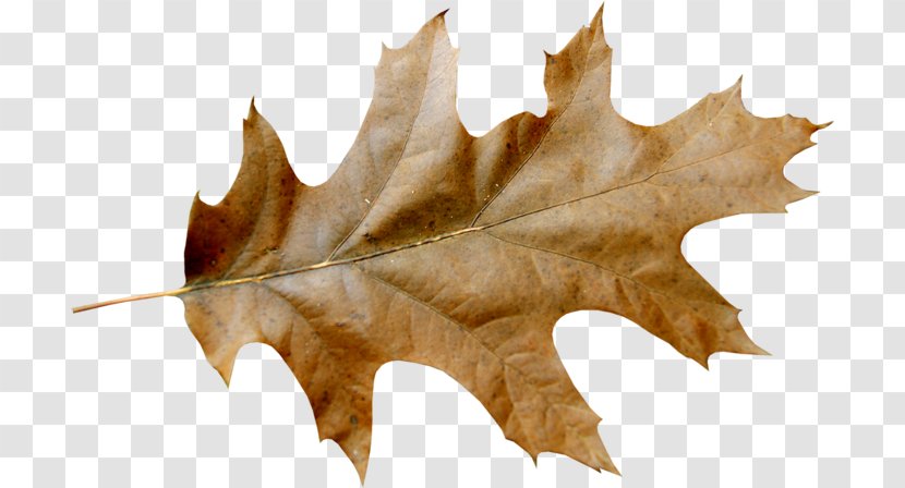 Autumn Leaf Color Clip Art Vector Graphics - Oak Transparent PNG