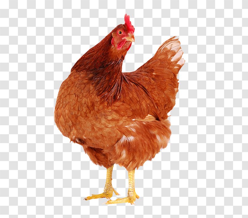 Faverolles Chicken Hen Egg Poultry - Lovely Transparent PNG