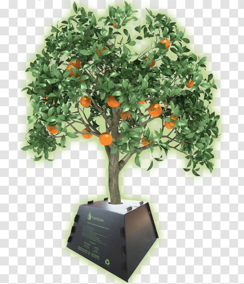 Tree Orange Maarab Lebanese Forces President Of Lebanon Transparent PNG
