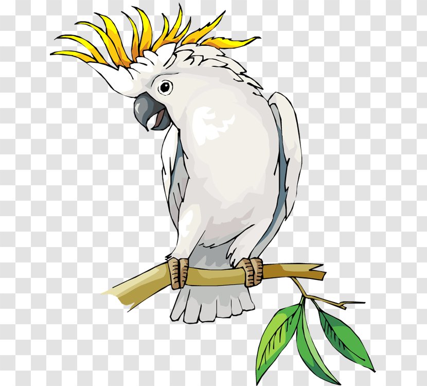Cockatoo Cockatiel Macaw Clip Art - Common Pet Parakeet - Clipart Transparent PNG