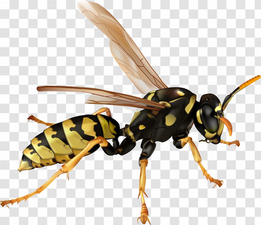 Insect Bee Hornet Clip Art - Wasp Transparent PNG