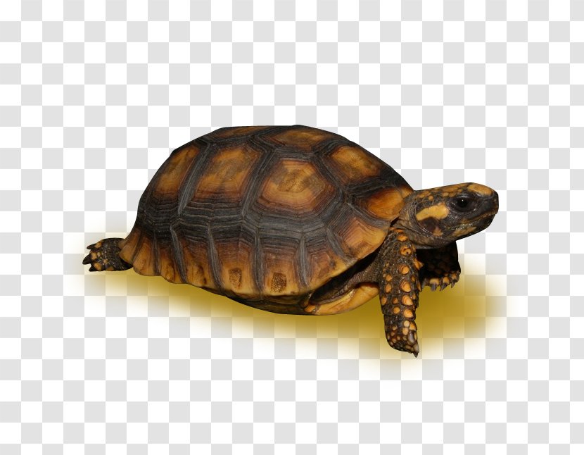 Box Turtles Tortoise Snapping Sea Turtle - Terrestrial Animal Transparent PNG