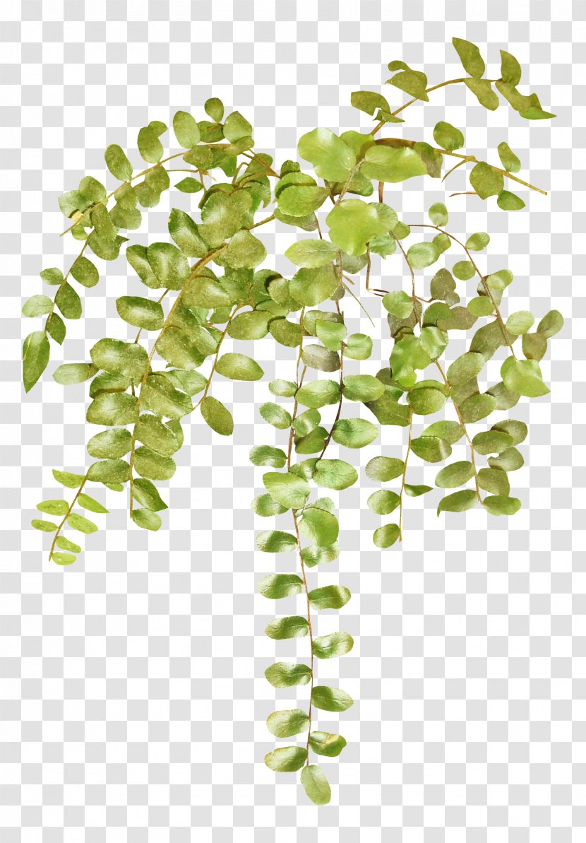 Vine Paper Clip Art - Plant Stem Transparent PNG