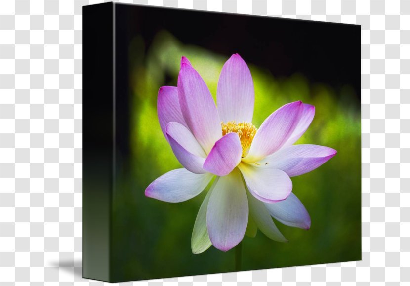 Desktop Wallpaper Computer Close-up Lotus-m Wildflower - Closeup - Blooming Lotus Transparent PNG
