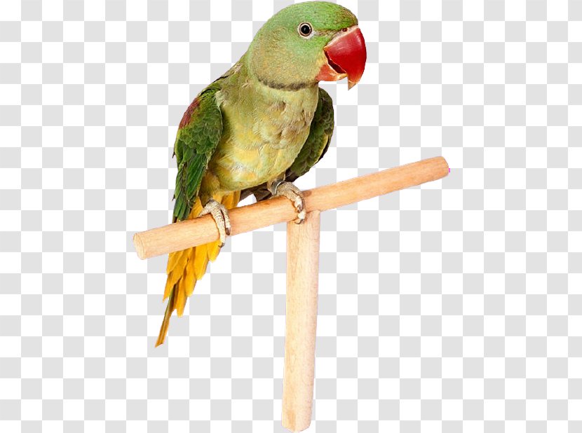 Parrot Lovebird Budgerigar Cockatiel - Bird Transparent PNG