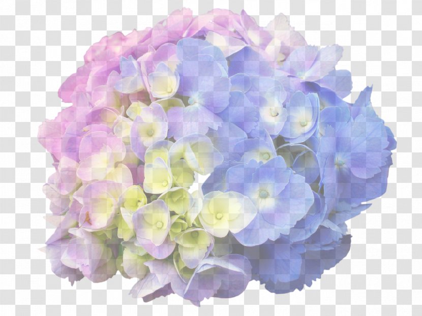 French Hydrangea Panicled Tea Of Heaven Plants Hortensia Macrophylla Magical Amethyst - Plant Transparent PNG
