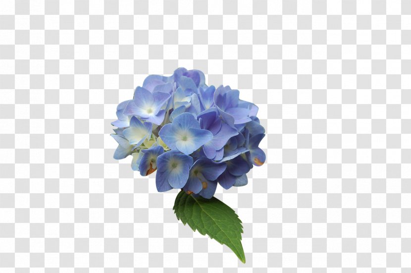 Blue Hydrangea Flower - Violet Family Transparent PNG