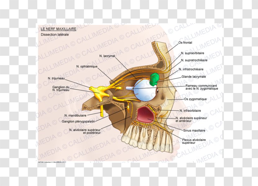 Maxillary Nerve Ophthalmic Trigeminal - Cartoon - Frame Transparent PNG