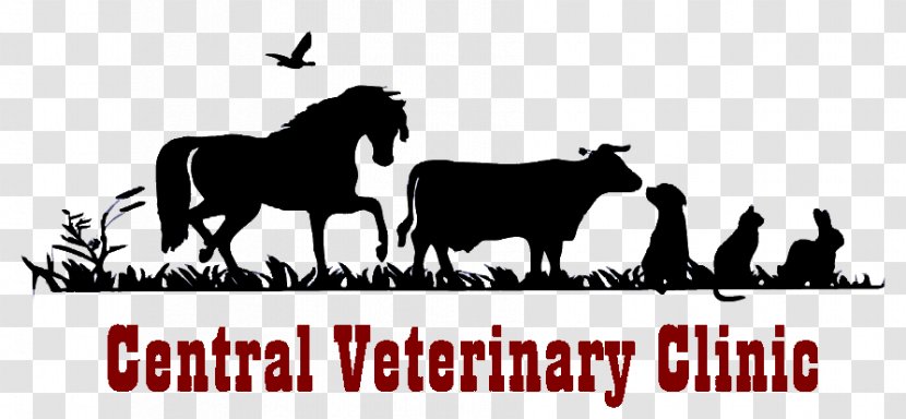 Mustang Cat Central Veterinary Clinic Veterinarian Medicine - Horse - Vet Transparent PNG
