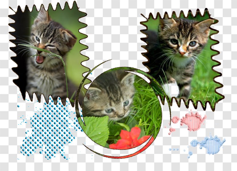 European Shorthair Dragon Li Whiskers Tabby Cat Domestic Short-haired - Wildlife - Border Colie Transparent PNG