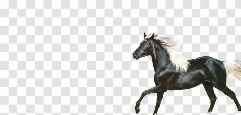 Horse Stallion Icon - Colt - Dark Transparent PNG