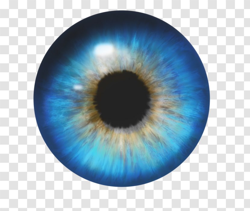 Light Eye Color Iris - Tree Transparent PNG