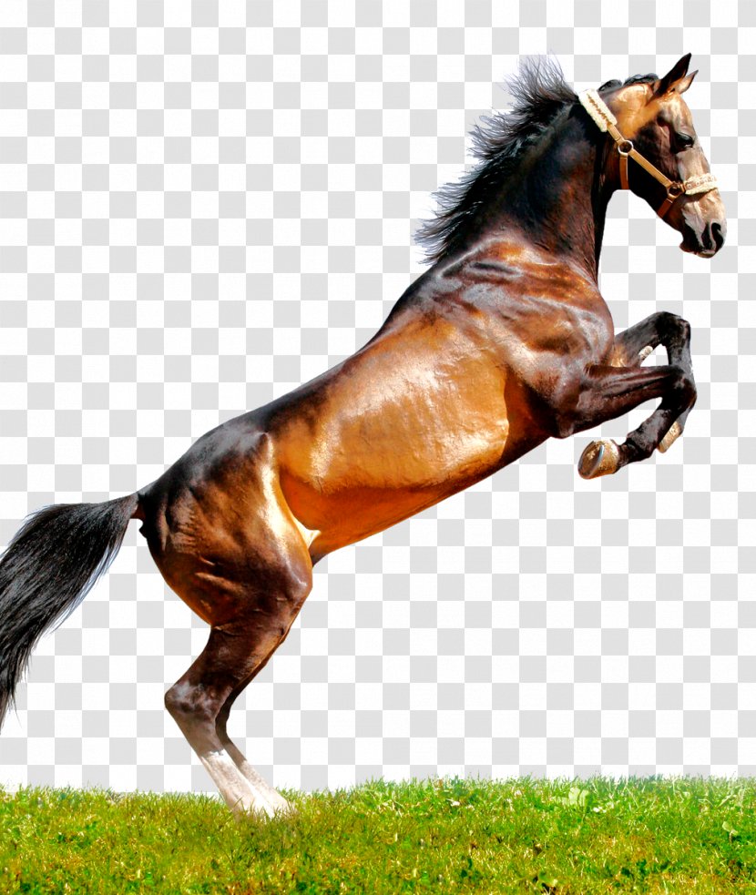 Arabian Horse Peruvian Paso Thoroughbred Mustang Stallion Transparent PNG