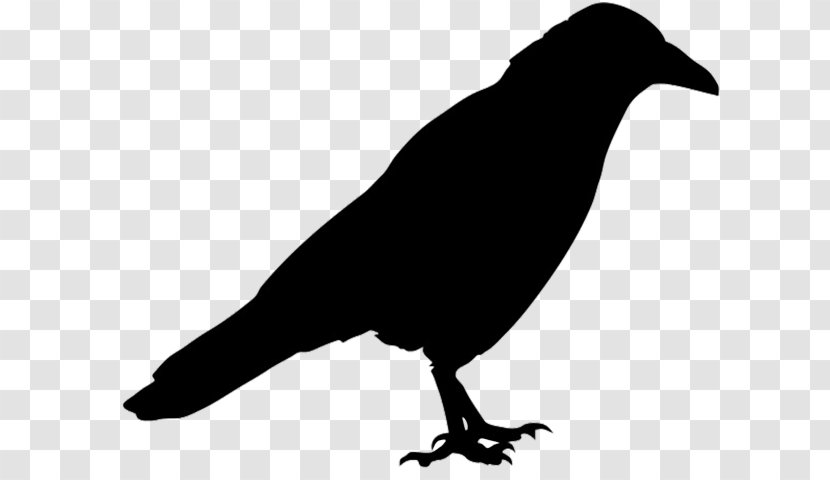 Bird Beak Crow Crow-like American - Blackbird New Caledonian Transparent PNG