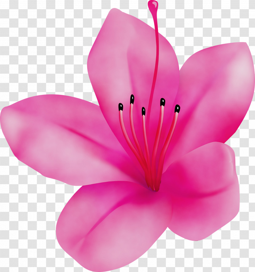 Petal Pink Flower Plant Herbaceous Plant Transparent PNG